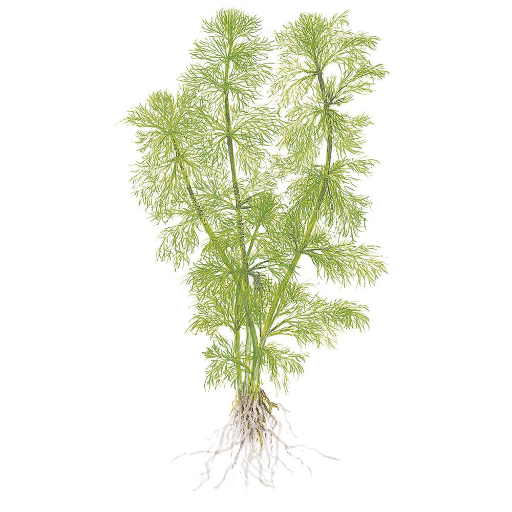 Limnophila aquatica - 1-2-GROW!