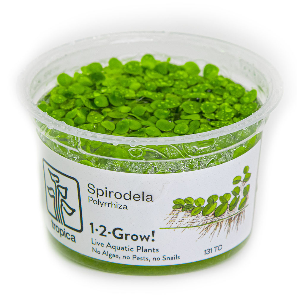Spirodela polyrrhiza - 1-2-GROW!