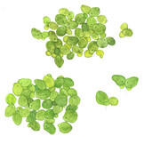 Spirodela polyrrhiza - 1-2-GROW!