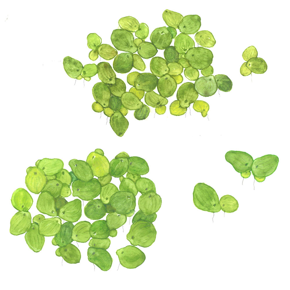 Spirodela polyrrhiza - 1-2-GROW!