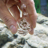 Hobby Planaria X - planaria val