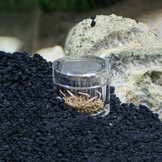 Hobby Planaria X - planaria val