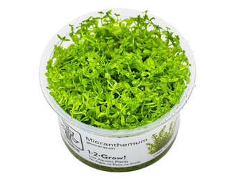 Micranthemum glomeratum