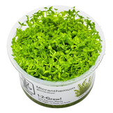 Restplant - Micranthemum glomeratum