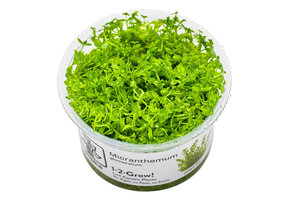 Restplant - Micranthemum glomeratum