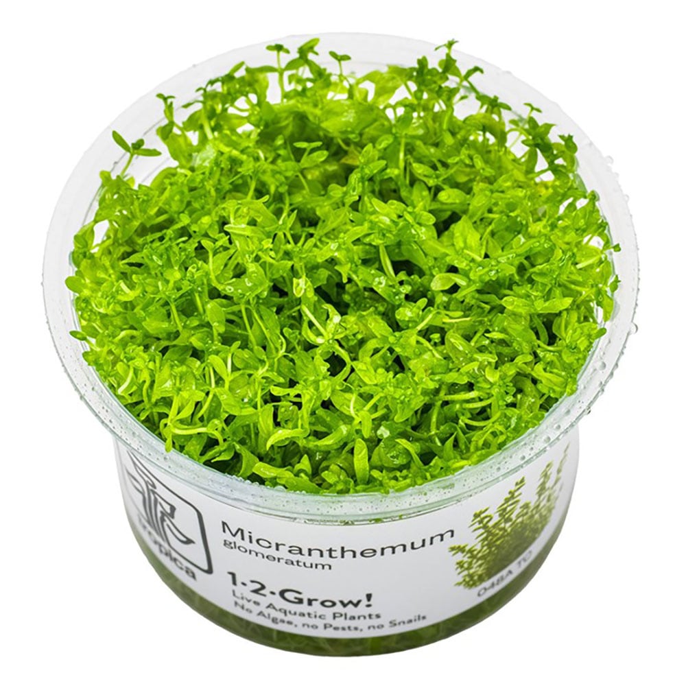 Restplant - Micranthemum glomeratum