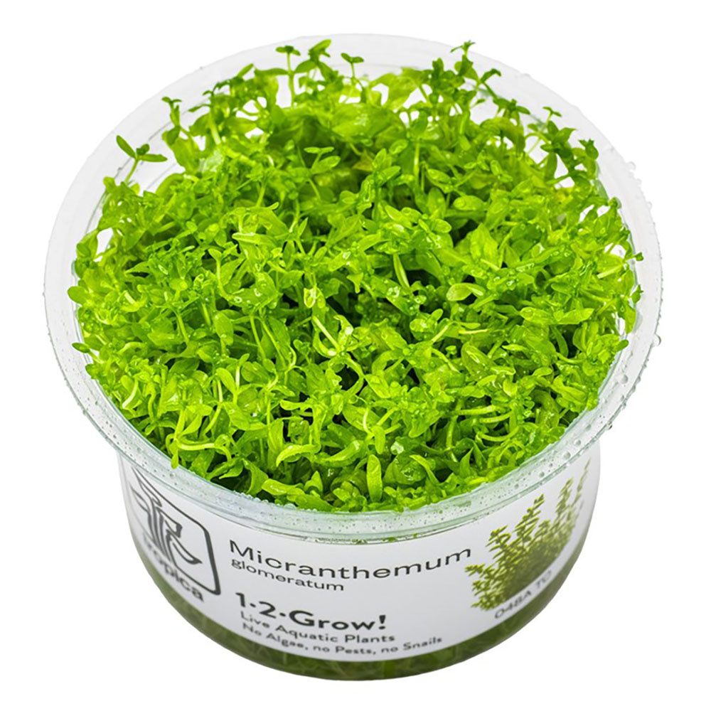 Restplant - Micranthemum glomeratum