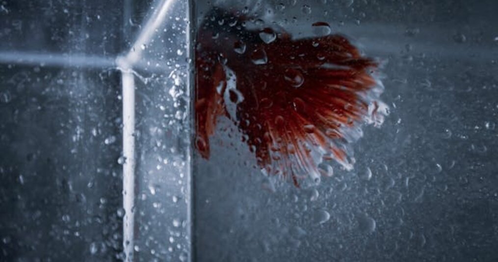 Hoelang kunnen aquarium vissen zonder voer?