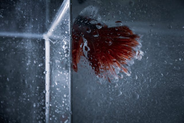 Hoelang kunnen aquarium vissen zonder voer?