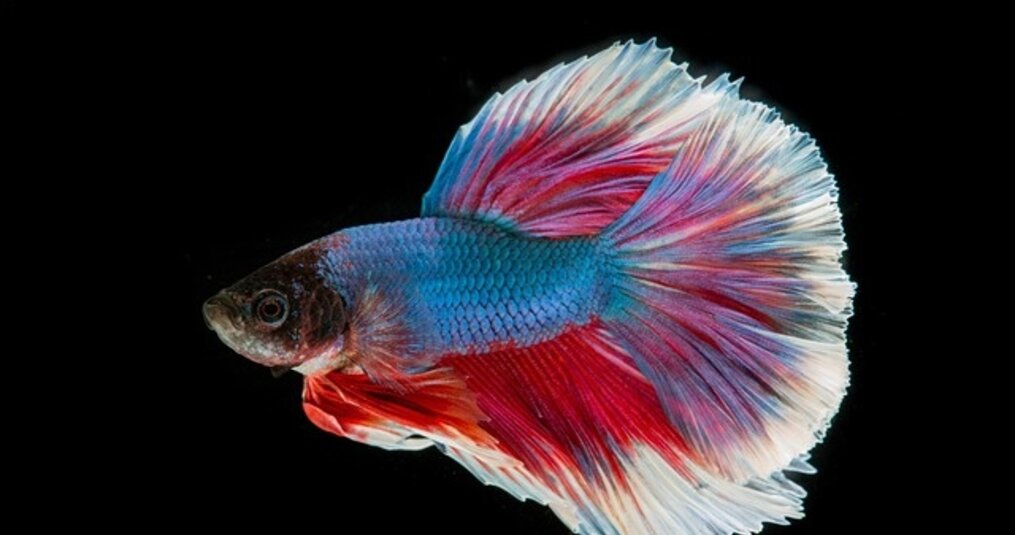 Hoelang wachten tot vissen in het aquarium kunnen?
