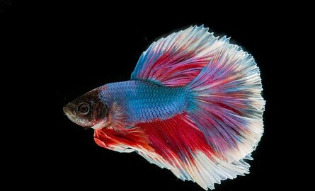 Hoelang wachten tot vissen in het aquarium kunnen?