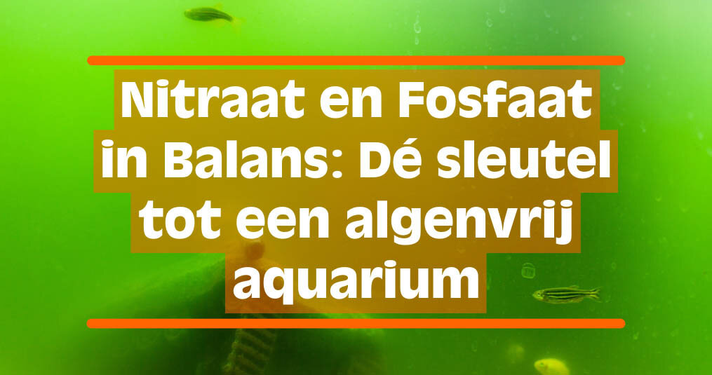 Nitraat en Fosfaat in Balans: Dé sleutel tot een algenvrij aquarium