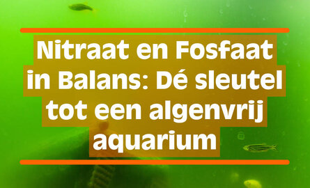 Nitraat en Fosfaat in Balans: Dé sleutel tot een algenvrij aquarium