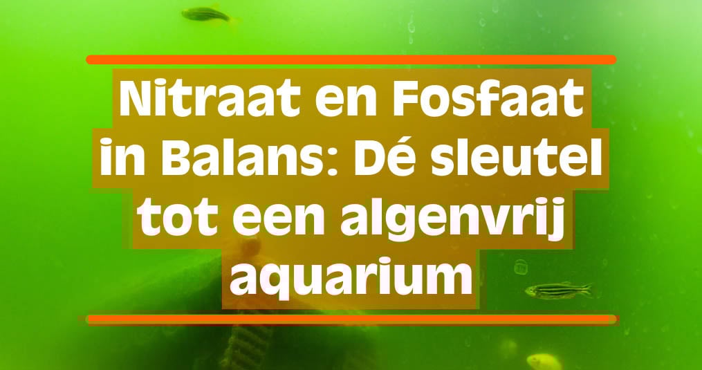 Nitraat en Fosfaat in Balans: Dé sleutel tot een algenvrij aquarium