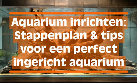 Aquarium inrichten: Stappenplan & tips