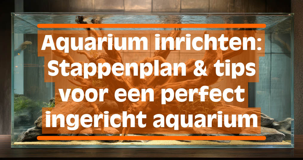 Aquarium inrichten: Stappenplan & tips