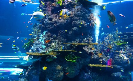 Hoeveel vissen in aquarium?