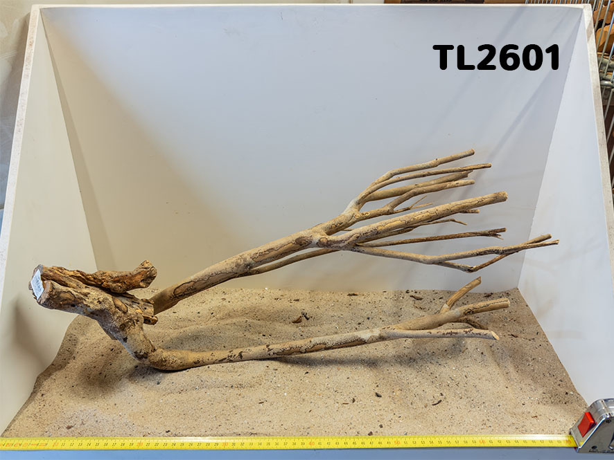 Talawa hout L (50-70cm)