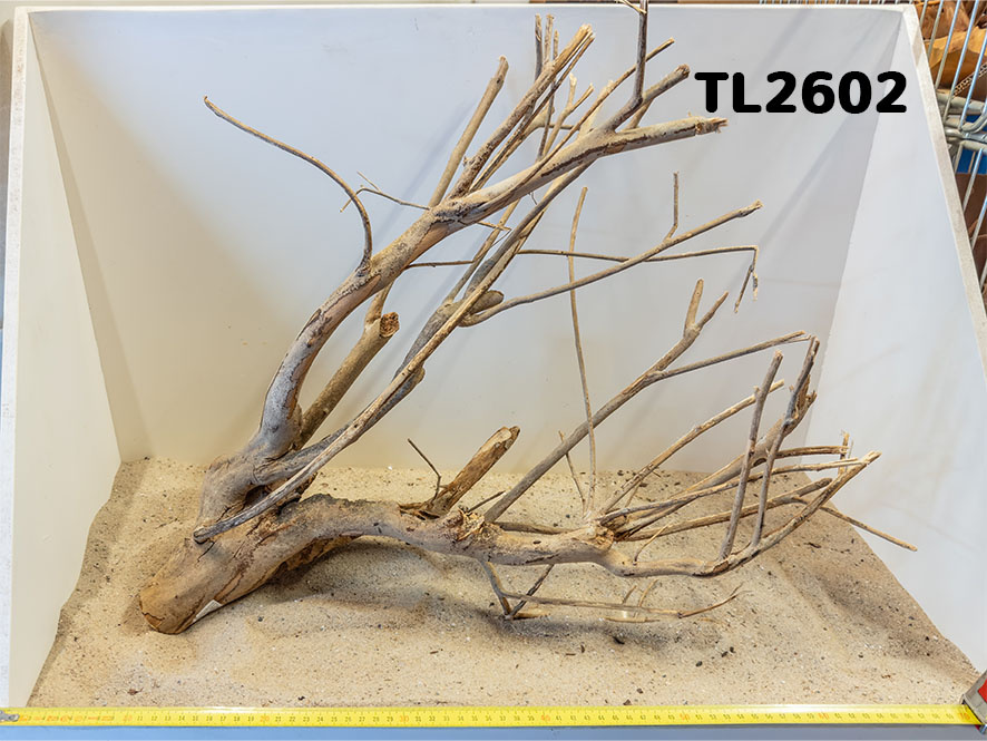 Talawa hout L (50-70cm)