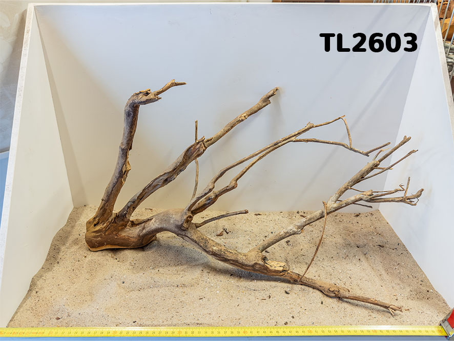 Talawa hout L (50-70cm)