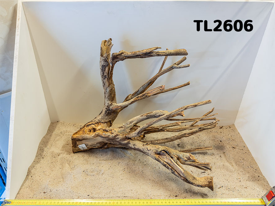 Talawa hout L (50-70cm)