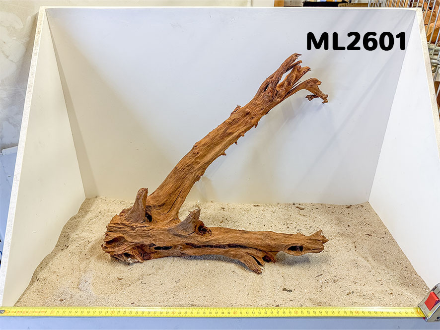 Mangrove hout L (35-60cm)