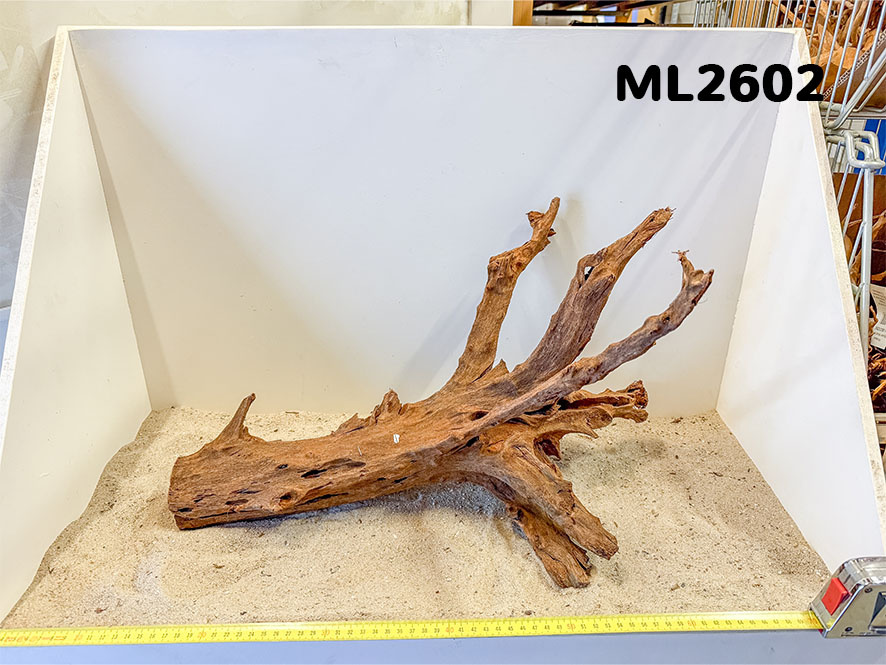 Mangrove hout L (35-60cm)