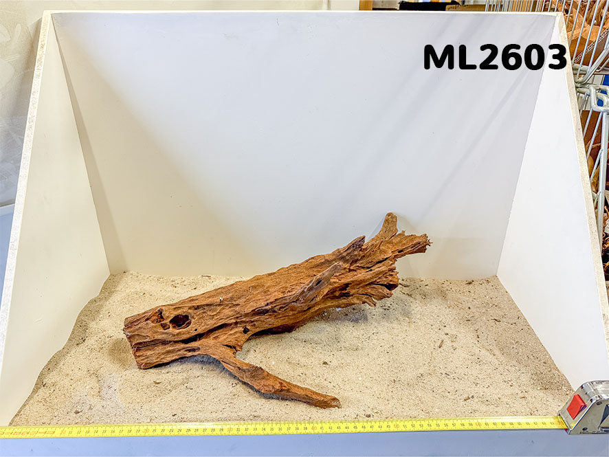 Mangrove hout L (35-60cm)