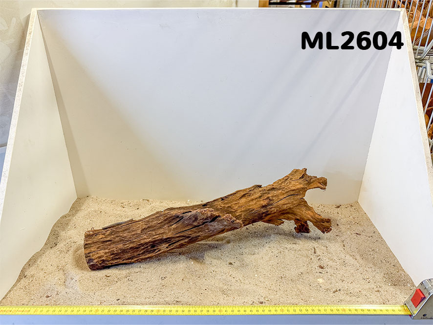 Mangrove hout L (35-60cm)