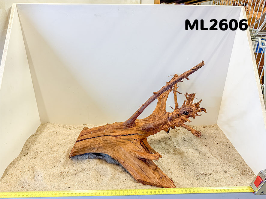 Mangrove hout L (35-60cm)