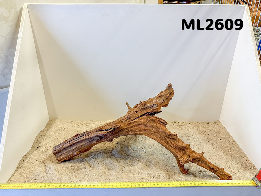 Mangrove hout L (35-60cm)