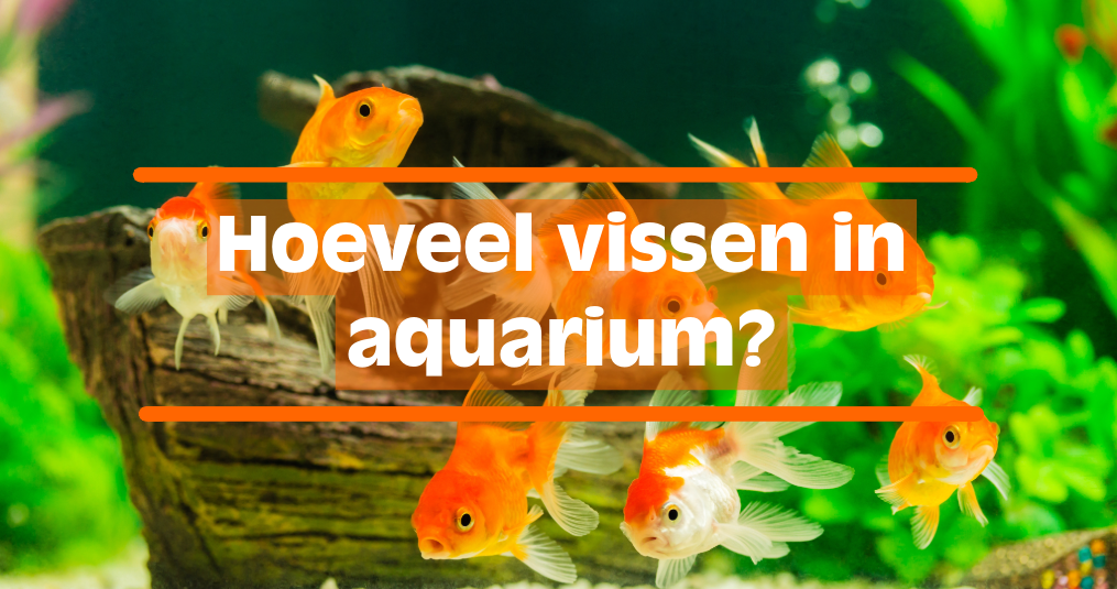 Hoeveel vissen in aquarium?