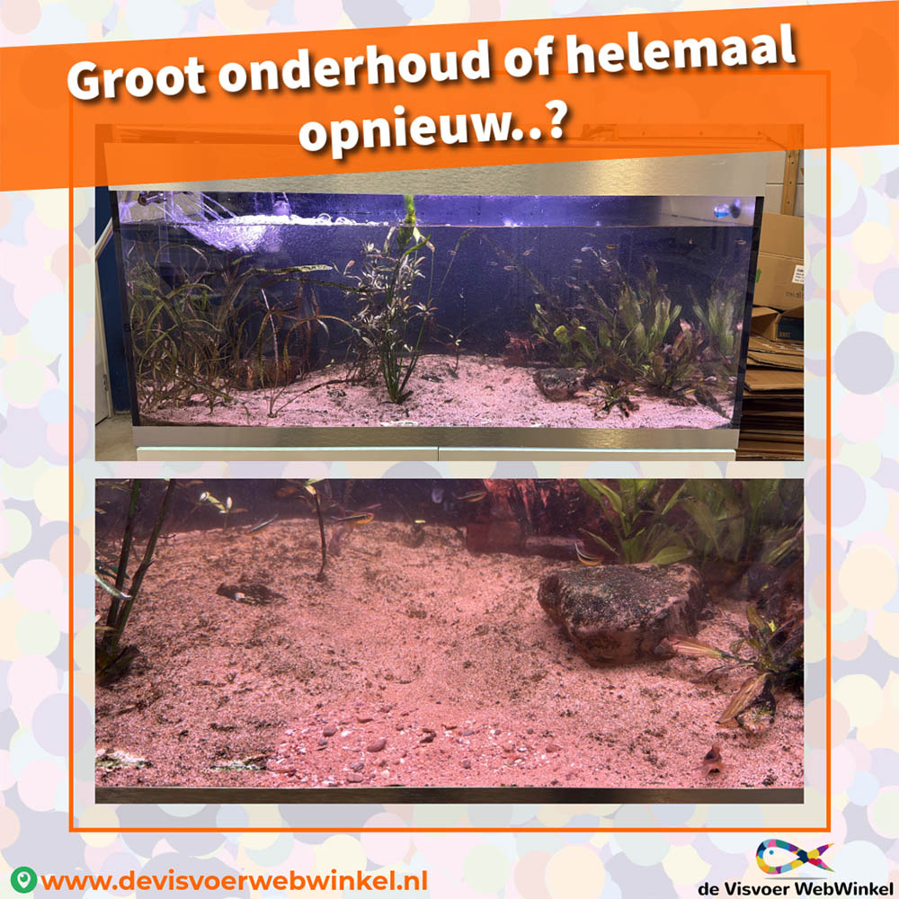 Aquarium met bruinalg en blauwalg.