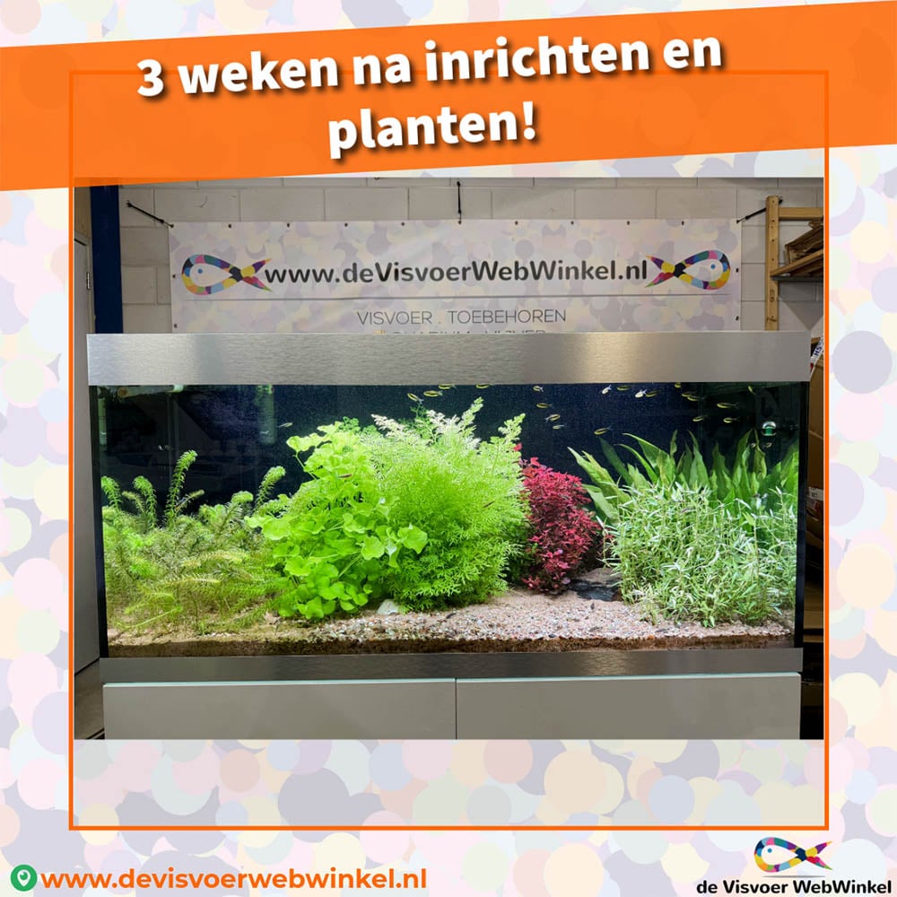 Oase HighLine 300 na 3 weken