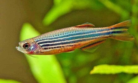 Beste voer voor danio