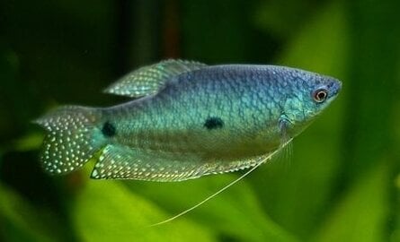 Beste voer voor gourami