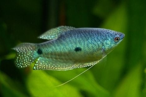 Beste voer voor gourami