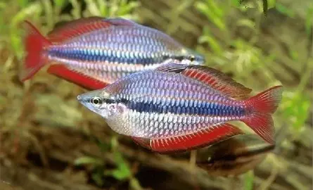 Beste voer voor regenboogvis