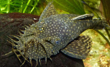 Beste voer voor ancistrus