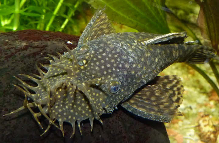 Beste voer voor ancistrus