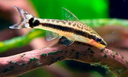 Beste voer voor otocinclus