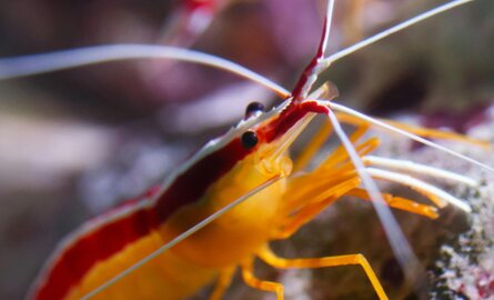 Beste voer voor garnalen