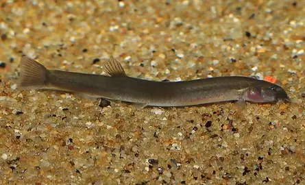 Beste voer voor kuhli modderkruiper