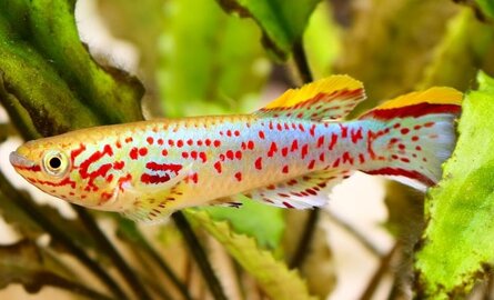 Beste voer voor killivissen