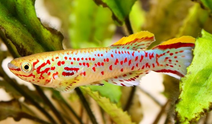 Beste voer voor killivissen