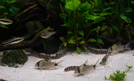 Beste voer voor bodemvissen