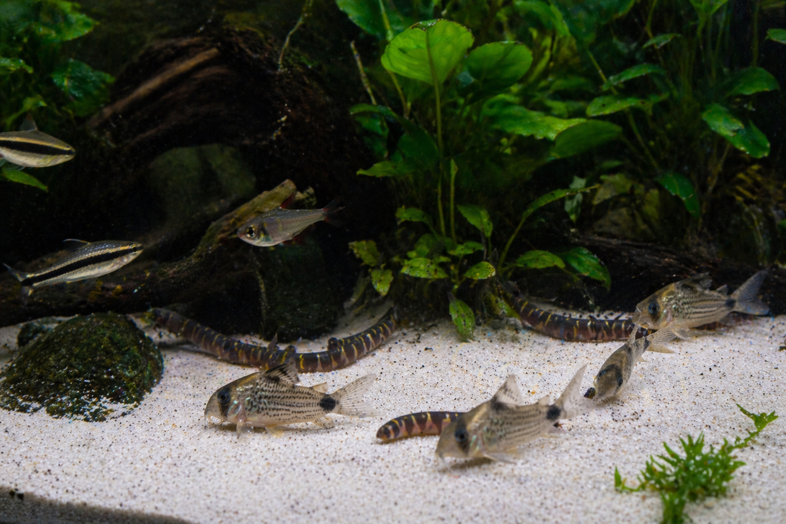 Beste voer voor bodemvissen