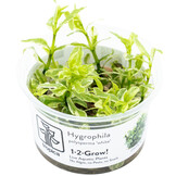Hygrophila polysperma 'White' - 1-2-GROW!