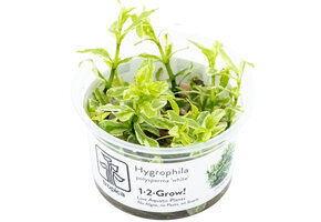 Hygrophila polysperma 'White' - 1-2-GROW!
