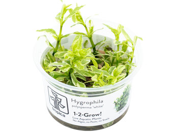 Hygrophila polysperma 'White' - 1-2-GROW!